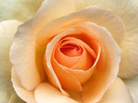 Peach Rose