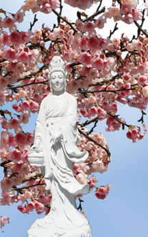 Kuan Yin with Cherry Blossoms