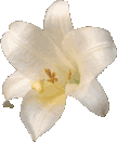 Easter Lily