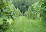 Vineyard at Villa Maria